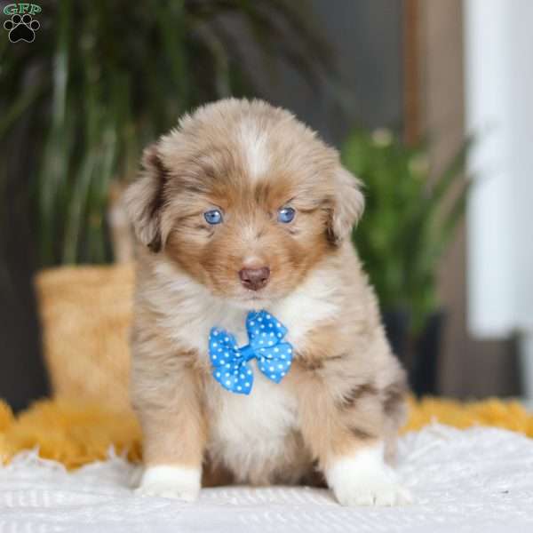 Marlu, Miniature Australian Shepherd Puppy